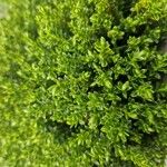 Hebe cupressoides 葉