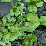 Ranunculus hederaceus 叶