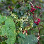 Fallopia dumetorum Flors