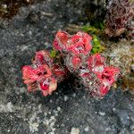 Castilleja paramensis Flower