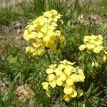 Erysimum rhaeticum Habit