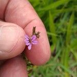 Cuphea ericoides Flor