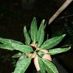 Artemisia vulgaris Frunză