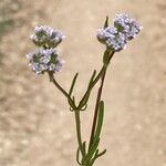 Valeriana coronata Flower