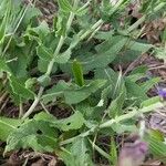 Salvia sylvestris Foglia