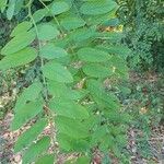 Robinia viscosa Levél