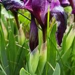 Iris pumila 葉