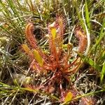 Drosera anglica पत्ता