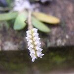 Bolusiella maudiae Flower