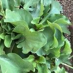 Limonium santapolense Hoja