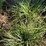 Carex conica Habit