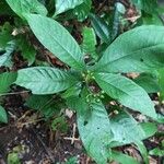 Psychotria schweinfurthii Frucht
