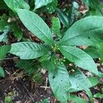 Psychotria schweinfurthii Fruit