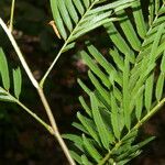 Senegalia tenuifolia Feuille