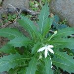 Hippobroma longiflora Habitus