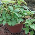 Kohleria hirsuta Leaf