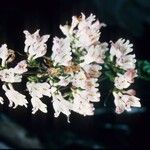 Penstemon canescens Flower