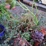 Albuca namaquensis Leaf