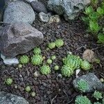 Sempervivum globiferum Folla