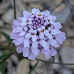 Iberis linifolia Fula