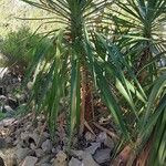 Yucca aloifolia Muu