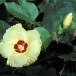 Gossypium herbaceum Kukka