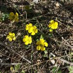 Ranunculus glaberrimus Hábitos