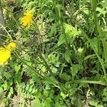 Crepis biennis Habit
