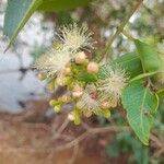 Syzygium guineense Фрукт