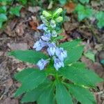 Lobelia siphiliticaŽiedas