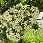 Photinia serratifolia Flors