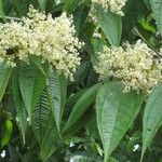 Miconia dolichorrhyncha Other