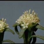Chaenactis xantiana Flower