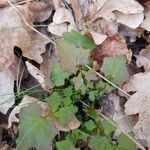 Lactuca muralis Leaf