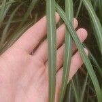 Miscanthus sinensisبرگ