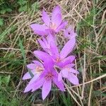 Colchicum multiflorumFlor