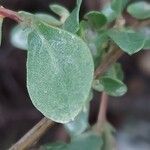 Atriplex glauca Folla