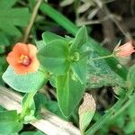 Anagallis arvensis Агульны выгляд