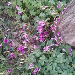 Oxalis articulata Hábito