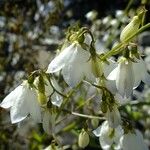 Adenophora liliifolia Flor