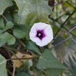 Ipomoea batatasKvet