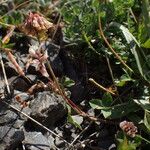 Trifolium pallescens 形態