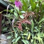 Epidendrum porphyreumപുഷ്പം