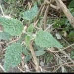 Matelea biflora Hoja