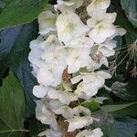 Hydrangea quercifolia Цвят