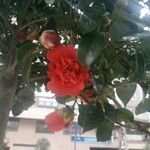 Camellia japonica Blomst