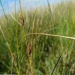 Carex lasiocarpa 花