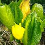 Lysichiton americanus Folio