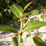 Alternanthera littoralis Leaf