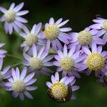 Pericallis steetzii Flower